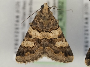  ( - TLMF_Lep_43682)  @11 [ ] CreativeCommons - Attribution Non-Commercial Share-Alike (2024) Peter Huemer Tiroler Landesmuseum