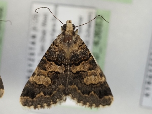  ( - TLMF_Lep_43683)  @11 [ ] CreativeCommons - Attribution Non-Commercial Share-Alike (2024) Peter Huemer Tiroler Landesmuseum