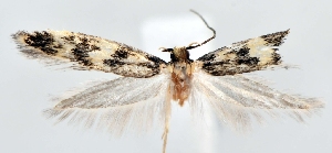  ( - TLMF_Lep_45431)  @11 [ ] CreativeCommons - Attribution Non-Commercial Share-Alike (2024) Peter Huemer Tiroler Landesmuseum