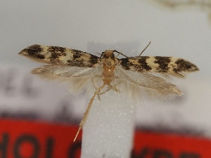  (Apatema trifasciella - TLMF_Lep_45444)  @11 [ ] CreativeCommons - Attribution Non-Commercial Share-Alike (2024) Peter Huemer Tiroler Landesmuseum