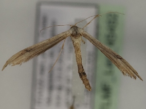  ( - TLMF_Lep_45452)  @11 [ ] CreativeCommons - Attribution Non-Commercial Share-Alike (2024) Peter Huemer Tiroler Landesmuseum