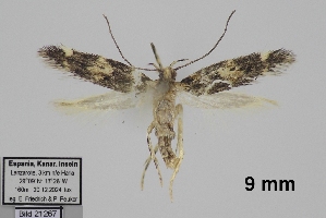  ( - TLMF_Lep_46046)  @11 [ ] CreativeCommons - Attribution Non-Commercial Share-Alike (2025) Peter Huemer Tiroler Landesmuseum