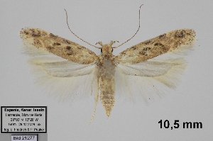  (Scrobipalpa vicaria - TLMF_Lep_46053)  @11 [ ] CreativeCommons - Attribution Non-Commercial Share-Alike (2025) Peter Huemer Tiroler Landesmuseum