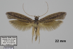  ( - TLMF_Lep_46107)  @11 [ ] CreativeCommons - Attribution Non-Commercial Share-Alike (2025) Peter Huemer Tiroler Landesmuseum