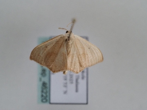  ( - TLMF_Lep_46220)  @11 [ ] CreativeCommons - Attribution Non-Commercial Share-Alike (2025) Peter Huemer Tiroler Landesmuseum