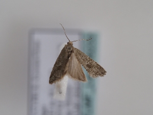  (Cnephasia tofina - TLMF_Lep_46233)  @11 [ ] CreativeCommons - Attribution Non-Commercial Share-Alike (2025) Peter Huemer Tiroler Landesmuseum