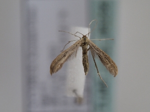  ( - TLMF_Lep_46256)  @11 [ ] CreativeCommons - Attribution Non-Commercial Share-Alike (2025) Peter Huemer Tiroler Landesmuseum