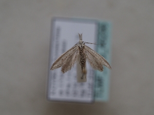  ( - TLMF_Lep_46296)  @11 [ ] CreativeCommons - Attribution Non-Commercial Share-Alike (2025) Peter Huemer Tiroler Landesmuseum