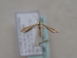  ( - TLMF_Lep_46313)  @11 [ ] CreativeCommons - Attribution Non-Commercial Share-Alike (2025) Peter Huemer Tiroler Landesmuseum