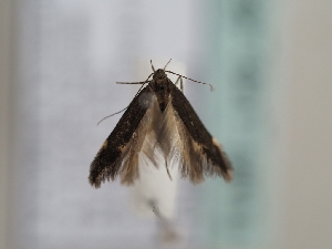  ( - TLMF_Lep_46321)  @11 [ ] CreativeCommons - Attribution Non-Commercial Share-Alike (2025) Peter Huemer Tiroler Landesmuseum