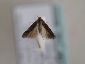  ( - TLMF_Lep_46322)  @11 [ ] CreativeCommons - Attribution Non-Commercial Share-Alike (2025) Peter Huemer Tiroler Landesmuseum