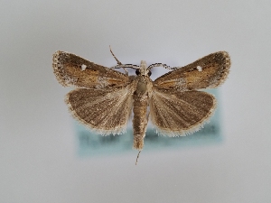  (Prionapteryx obeliscota - TLMF_Lep_46399)  @11 [ ] CreativeCommons - Attribution Non-Commercial Share-Alike (2025) Peter Huemer Tiroler Landesmuseum