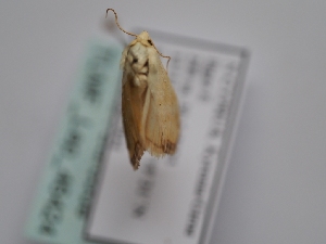  ( - TLMF_Lep_46424)  @11 [ ] CreativeCommons - Attribution Non-Commercial Share-Alike (2025) Peter Huemer Tiroler Landesmuseum