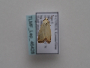  ( - TLMF_Lep_46428)  @11 [ ] CreativeCommons - Attribution Non-Commercial Share-Alike (2025) Peter Huemer Tiroler Landesmuseum