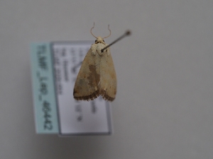  ( - TLMF_Lep_46442)  @11 [ ] CreativeCommons - Attribution Non-Commercial Share-Alike (2025) Peter Huemer Tiroler Landesmuseum