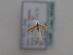  ( - TLMF_Lep_46480)  @11 [ ] CreativeCommons - Attribution Non-Commercial Share-Alike (2025) Peter Huemer Tiroler Landesmuseum