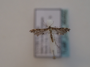  ( - TLMF_Lep_46492)  @11 [ ] CreativeCommons - Attribution Non-Commercial Share-Alike (2025) Peter Huemer Tiroler Landesmuseum