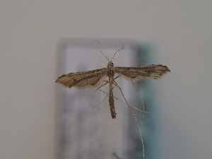  ( - TLMF_Lep_46494)  @11 [ ] CreativeCommons - Attribution Non-Commercial Share-Alike (2025) Peter Huemer Tiroler Landesmuseum