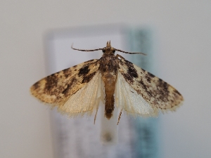  ( - TLMF_Lep_46526)  @11 [ ] CreativeCommons - Attribution Non-Commercial Share-Alike (2025) Peter Huemer Tiroler Landesmuseum