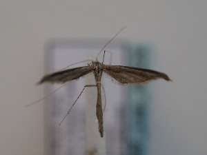  ( - TLMF_Lep_46529)  @11 [ ] CreativeCommons - Attribution Non-Commercial Share-Alike (2025) Peter Huemer Tiroler Landesmuseum