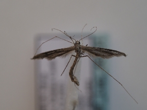  ( - TLMF_Lep_46531)  @11 [ ] CreativeCommons - Attribution Non-Commercial Share-Alike (2025) Peter Huemer Tiroler Landesmuseum