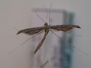  ( - TLMF_Lep_46542)  @11 [ ] CreativeCommons - Attribution Non-Commercial Share-Alike (2025) Peter Huemer Tiroler Landesmuseum