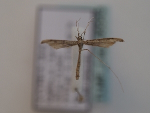  ( - TLMF_Lep_46543)  @11 [ ] CreativeCommons - Attribution Non-Commercial Share-Alike (2025) Peter Huemer Tiroler Landesmuseum