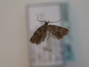  ( - TLMF_Lep_46602)  @11 [ ] CreativeCommons - Attribution Non-Commercial Share-Alike (2025) Peter Huemer Tiroler Landesmuseum