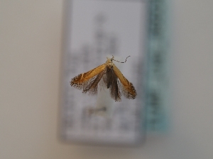  ( - TLMF_Lep_46604)  @11 [ ] CreativeCommons - Attribution Non-Commercial Share-Alike (2025) Peter Huemer Tiroler Landesmuseum