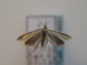  ( - TLMF_Lep_46621)  @11 [ ] CreativeCommons - Attribution Non-Commercial Share-Alike (2025) Peter Huemer Tiroler Landesmuseum