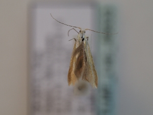  ( - TLMF_Lep_46633)  @11 [ ] CreativeCommons - Attribution Non-Commercial Share-Alike (2025) Peter Huemer Tiroler Landesmuseum