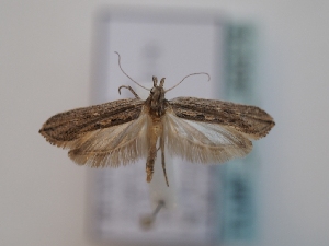  ( - TLMF_Lep_46678)  @11 [ ] CreativeCommons - Attribution Non-Commercial Share-Alike (2025) Peter Huemer Tiroler Landesmuseum