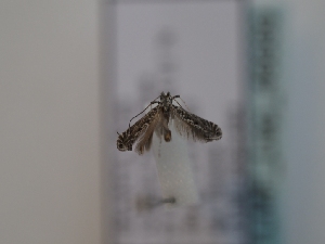  ( - TLMF_Lep_46689)  @11 [ ] CreativeCommons - Attribution Non-Commercial Share-Alike (2025) Peter Huemer Tiroler Landesmuseum