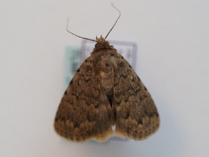  ( - TLMF_Lep_46710)  @11 [ ] CreativeCommons - Attribution Non-Commercial Share-Alike (2025) Peter Huemer Tiroler Landesmuseum