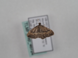  (Nycterosea - TLMF_Lep_46724)  @11 [ ] CreativeCommons - Attribution Non-Commercial Share-Alike (2025) Peter Huemer Tiroler Landesmuseum