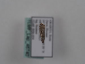  ( - TLMF_Lep_46740)  @11 [ ] CreativeCommons - Attribution Non-Commercial Share-Alike (2025) Peter Huemer Tiroler Landesmuseum