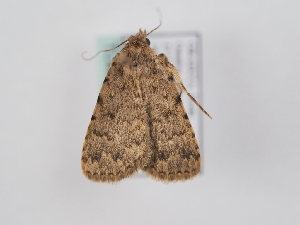  ( - TLMF_Lep_46749)  @11 [ ] CreativeCommons - Attribution Non-Commercial Share-Alike (2025) Peter Huemer Tiroler Landesmuseum