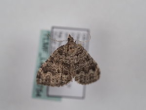  ( - TLMF_Lep_46754)  @11 [ ] CreativeCommons - Attribution Non-Commercial Share-Alike (2025) Peter Huemer Tiroler Landesmuseum