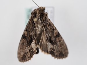  (Apamea minoica - TLMF_Lep_46768)  @11 [ ] CreativeCommons - Attribution Non-Commercial Share-Alike (2025) Peter Huemer Tiroler Landesmuseum