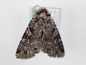  ( - TLMF_Lep_46775)  @11 [ ] CreativeCommons - Attribution Non-Commercial Share-Alike (2025) Peter Huemer Tiroler Landesmuseum