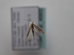  ( - TLMF_Lep_46800)  @11 [ ] CreativeCommons - Attribution Non-Commercial Share-Alike (2025) Peter Huemer Tiroler Landesmuseum