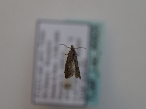  ( - TLMF_Lep_46825)  @11 [ ] CreativeCommons - Attribution Non-Commercial Share-Alike (2025) Peter Huemer Tiroler Landesmuseum