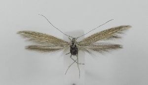  ( - TLMF_Lep_46869)  @11 [ ] CreativeCommons - Attribution Non-Commercial Share-Alike (2025) Giorgio Baldizzone Tiroler Landesmuseum