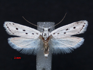  (Ethmia quadrinotella quinquenotella - RMNH.INS.537236)  @13 [ ] CreativeCommons - Attribution Non-Commercial Share-Alike (2012) Unspecified Naturalis, Biodiversity Centre