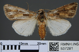  (Agrotis sardzeana - RMNH.INS.537281)  @14 [ ] CreativeCommons - Attribution Non-Commercial Share-Alike (2012) Unspecified Naturalis, Biodiversity Centre