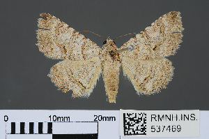  (Heteropalpia robusta omana - RMNH.INS.537469)  @12 [ ] CreativeCommons - Attribution Non-Commercial Share-Alike (2012) Unspecified Naturalis, Biodiversity Centre