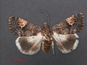  (Epharmottomena tenera - RMNH.INS.537516)  @13 [ ] CreativeCommons - Attribution Non-Commercial Share-Alike (2012) Unspecified Naturalis, Biodiversity Centre