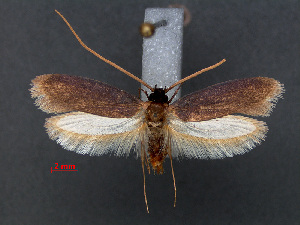  (Perissomastix versicolor - RMNH.INS.537640)  @14 [ ] CreativeCommons - Attribution Non-Commercial Share-Alike (2012) Unspecified Naturalis, Biodiversity Centre