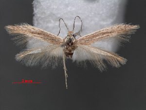  (Coleophora lasloella - RMNH.INS.537662)  @11 [ ] CreativeCommons - Attribution Non-Commercial Share-Alike (2012) Unspecified Naturalis, Biodiversity Centre