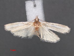  (Pseudacritonia albidella - RMNH.INS.538093)  @12 [ ] CreativeCommons - Attribution Non-Commercial Share-Alike (2012) Unspecified Naturalis, Biodiversity Centre